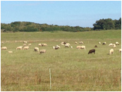 Schafe auf dem Weg nach Grieben